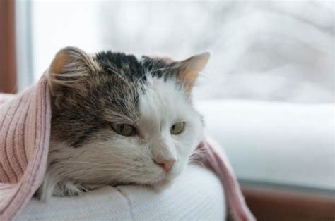 How Long Does A Cat With Feline Leukemia Live