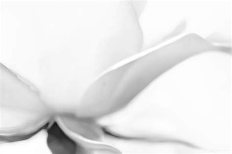 Rose Flower Petals Soft Gray Photograph By Jennie Marie Schell Fine