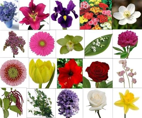 So, wiggle your fingers and nose,. types of flowers and their meanings | Flower pictures ...