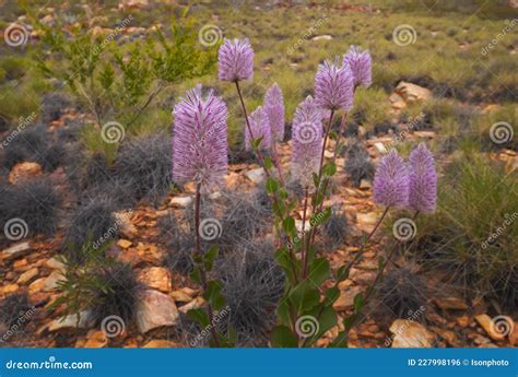 Pink Mulla Mulla Flowers In Central Australia Stock Photo Image Of