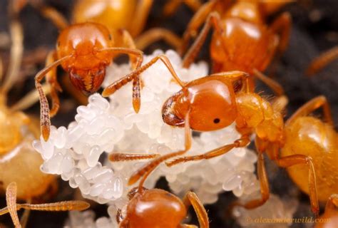 Lasius Claviger Invertebrate Citronella Ants Fauna Species Old