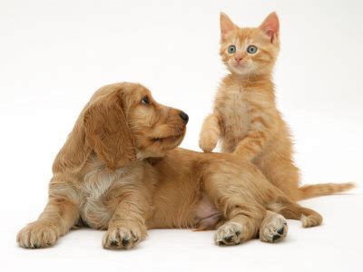 Each family owns a small business. Free Funny Pictures: Puppies and kittens pictures- kittens pictures, puppies pictures