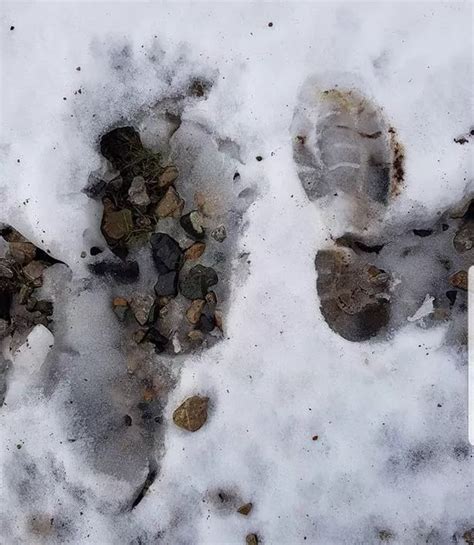 Bigfoot Fears As ‘giant Strange Clawed Footprints Discovered In Park