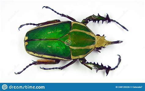 Big Green African Flower Beetle Mecynorhina Torquata Close Up Isolated On White Cetoniidae