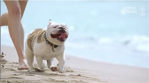 We did not find results for: Petwatch - Fuer die Partnerschaft Mensch - Hund | Human ...