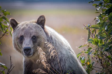 Grizzly Bear In Glacier National Park Montana Oc 5847x3898 Rpics