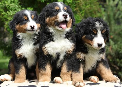 The Ultimate Bernese Mountain Dog Puppy Ownership Guide