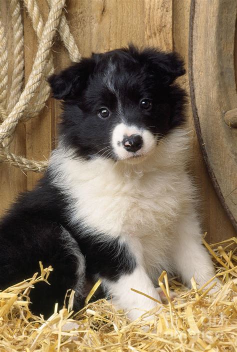 Continue lendo para encontrar técnicas para treinar. Border Collie Puppy Dog Photograph by John Daniels