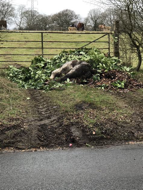 Horror As Dead Mare Found ‘dumped Like Rubbish With Legs Tied Together