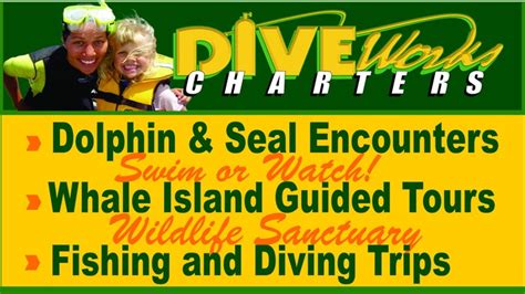 Tourwhakatane Diveworks Charters Dolphin And Seal Encounters