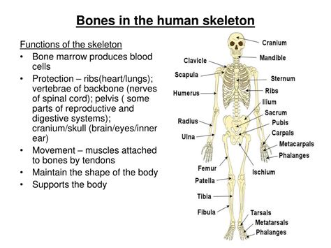 Ppt Bones In The Human Skeleton Powerpoint Presentation Free