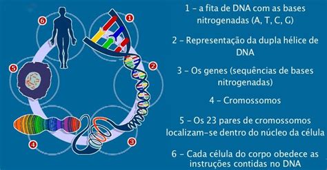 genoma humano — andreia torres