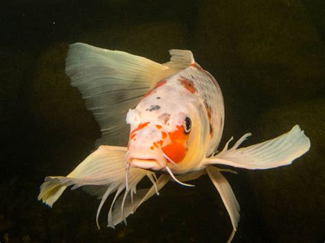 We do not ship international. Butterfly Koi: Basic Facts to Know | Aquascape, Inc.