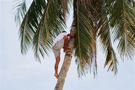 7 Hundred Coconut Tree Climber Royalty Free Images Stock Photos