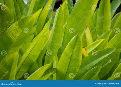 Large Tropical Leaves Stock Photo Image Of Leaf Spirals 94206006