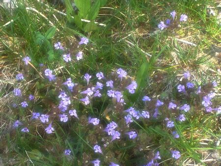 Light purple flowers in texas. Gorgeous and Fun: Light Purple Wild Flowers