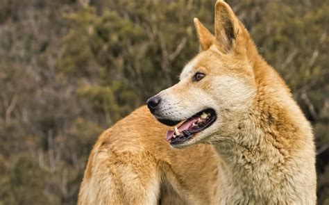 Can A Dingo Breed With A Wolf