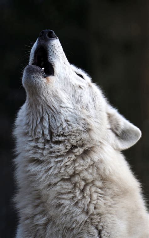 Eyecatcher Wolf Photos Wolf Photography Wolf Spirit Animal