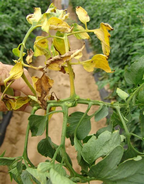 Fusarium Wilt Of Tomato Scouting Guides For Problems Of Vegetables