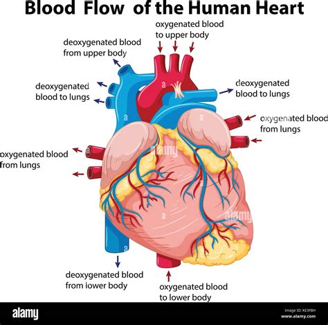 Diagram Showing Blood Flow In Human Heart Illustration Stock Vector