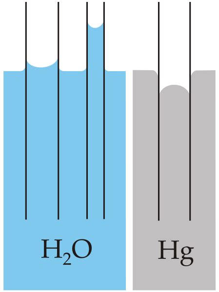 Capillary Action Of Water Compared To Mercury Filecapillaritysvg