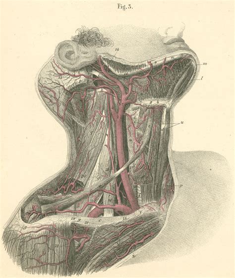 The arteries that ultimately supply the head and neck originate from the subclavian and common the venous drainage of the head and neck may be conveniently grouped into a set of external or the superficial ring surrounds the transition area of neck to head and is arranged into five main. Arteries on the right side of neck