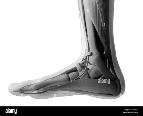 Human Foot Anatomy Illustration Stock Photo Alamy