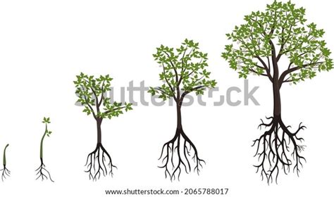 Five Stages Growing Maple Tree Stock Vector Royalty Free 2065788017