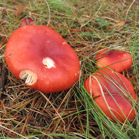 Wild Edibles Mushrooms Pocket Pause