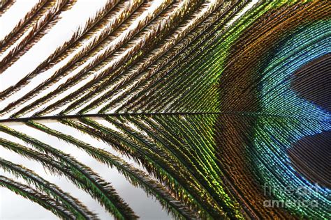 Peacock Feather Photograph By Diane Macdonald Fine Art America