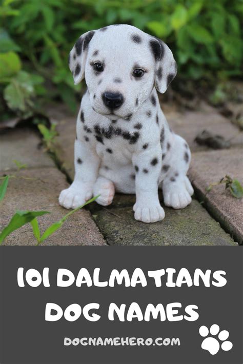 101 Dalmatians Puppy Names With Pictures Puppy And Pets