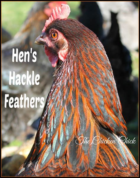 hackle feathers grow around a chicken s neck and begin to appear as a chicken approaches sexual