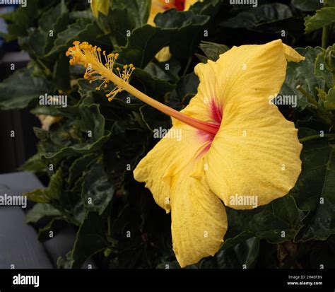 Beautiful Yellow Hibiscus Flower Stock Photo Alamy