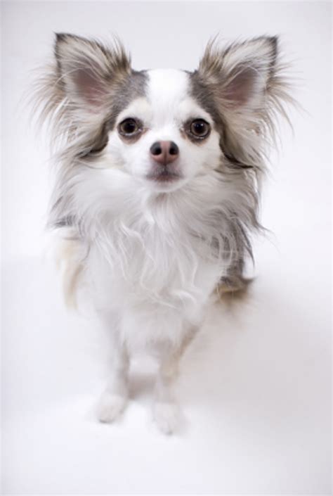 Our chihuahua business is based on honesty, reasonable prices and customer satisfaction. Chihuahua colors: what are my choices? | HubPages