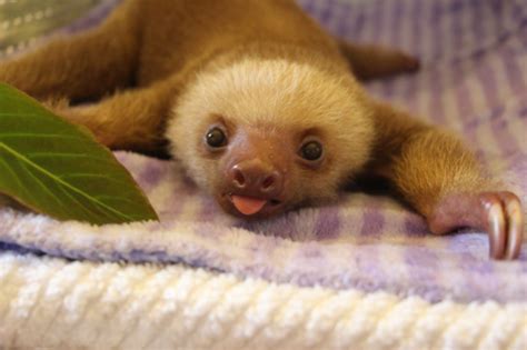 Sloths Pictures Are Super Cute Sharesloth