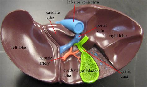 Liver diagram this post displays liver diagram. LIVER ANATOMY - Diagnostic Medical Sonography Abdominal Sonography with Sheridan Hanson at ...