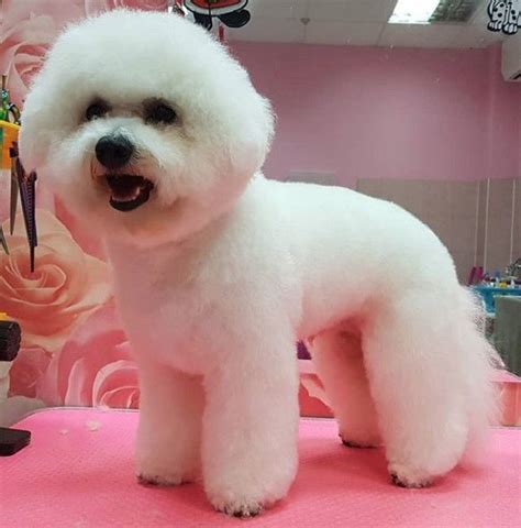 20 Best Bichon Frise Haircuts For Your Puppy Bichon Frise Bichon