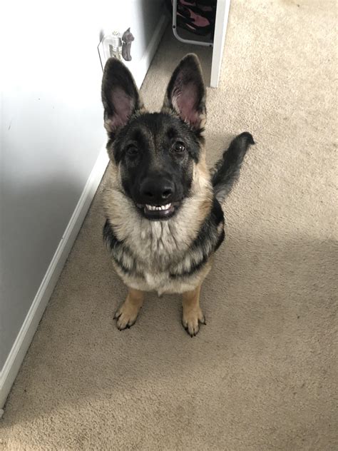 Our German Shepherd Likes To Smile For Her Pictures Raww