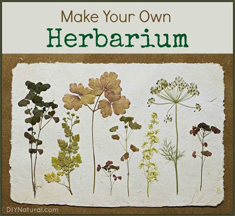 In einem herbarium sammelst du also konservierte pflanzen oder einzelne pflanzenbestandteile. Make Your Own Herbarium Identification Book | Trockene ...