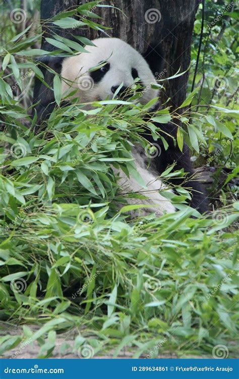 Panda Vienna Austria Stock Image Image Of Schonbrunn 289634861