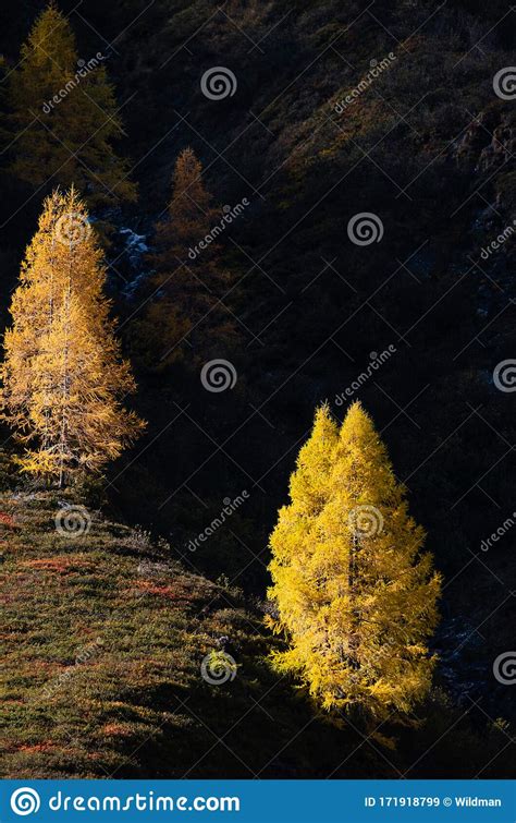 Autumn Colorful Larch Trees In Sunlight On Background Of Dark Hills In