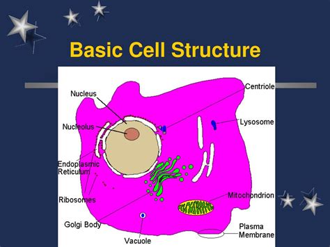 Ppt Cell Structure And Function Powerpoint Presentation Free Download 3d4