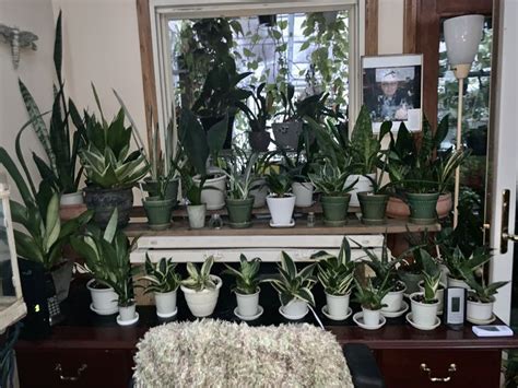 Pin By Barb Begam On Houseplants And Tropicals Of Mine Houseplants