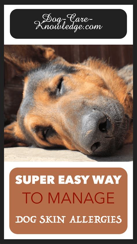 Dog Skin Allergies This Is A Super Easy Way To Manage Them