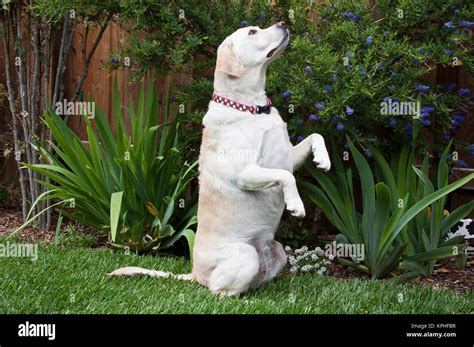 Dog Sitting Up And Begging Hi Res Stock Photography And Images Alamy