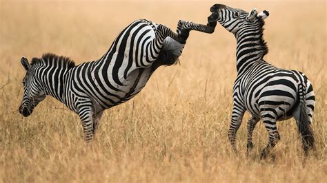 Zebras Kenya National Geographic Photography Wallpaper Preview