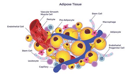 Why Adipose Tissue Ambrose Cell Therapy