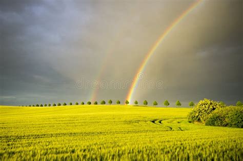 Sun Rain And Two Rainbows Over The Field Stock Photo Image Of