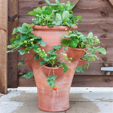 Buy Terracotta Strawberry Planter Delivery By Waitrose Garden