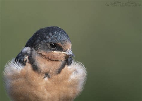 Juvenile Barn Swallow Portraits On The Wing Photography